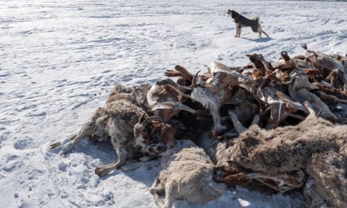 2m animals die as extreme cold hits Mongolia 2m animals die as extreme cold hits Mongolia