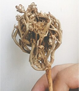 GARDENING: THE FLOWER OF RELIEF