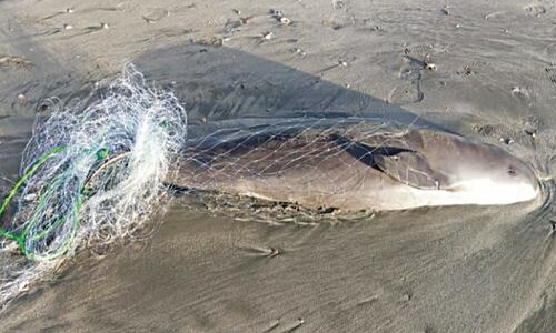 Endangered porpoise found dead near Gwadar coast