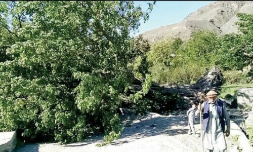 SC wants cutting of paper mulberry trees in presence of CDA staff SC wants cutting of paper mulberry trees in presence of CDA staff