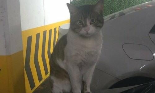 Turks up in arms over killing of stray cat