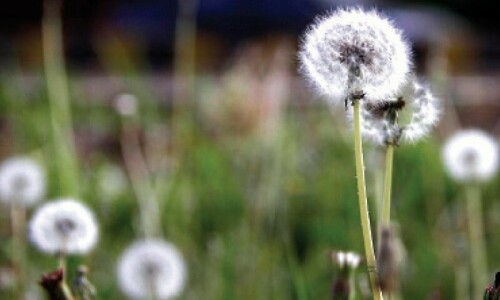Residents cautioned against rising pollen allergy in capital Residents cautioned against rising pollen allergy in capital