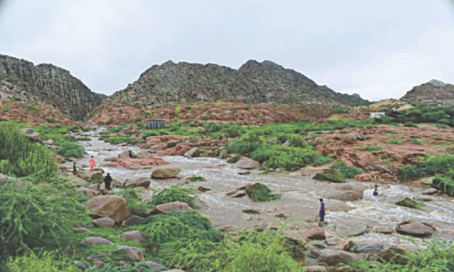 High-value medicinal plant declared ‘protected’ in Sindh High-value medicinal plant declared ‘protected’ in Sindh