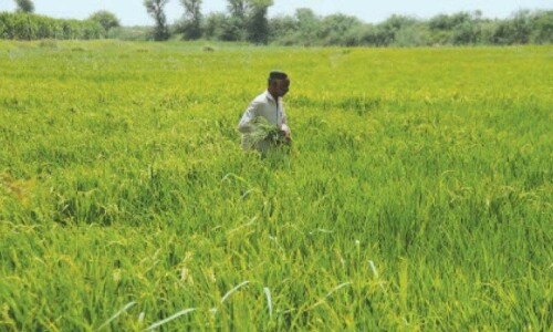 Kharif crops likely to face 35pc water shortages Kharif crops likely to face 35pc water shortages