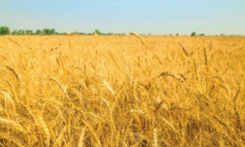 Sindh sets ambitious wheat procurement target as growers&rsquo; woes continue