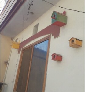Disappearance of sparrows manifests environmental pollution: experts