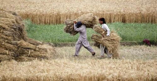 Farmers threaten protests over wheat price stagnation Farmers threaten protests over wheat price stagnation