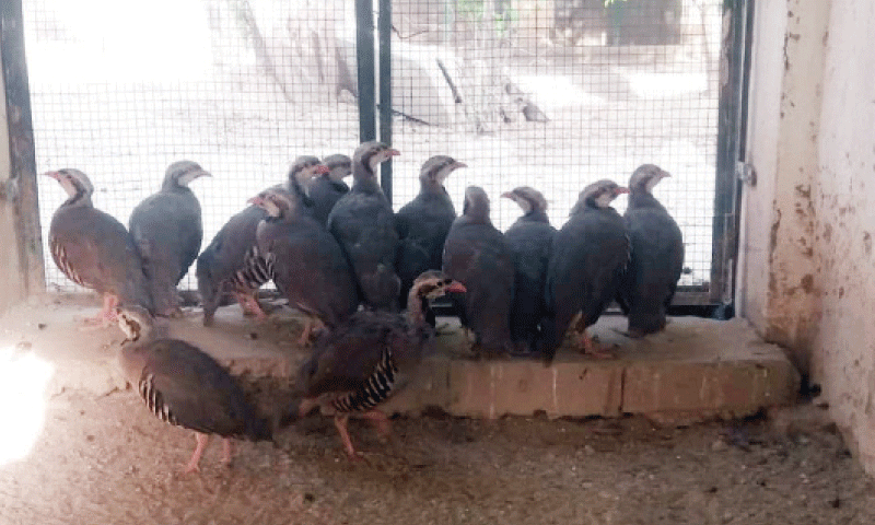 Crackdown on illegal trade: Punjab wildlife team seizes birds in Tollinton Market raid