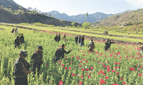 Police destroy poppy crop in Barang tehsil Police destroy poppy crop in Barang tehsil