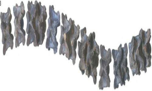 Fossils of colossal snake unearthed in Indian mine