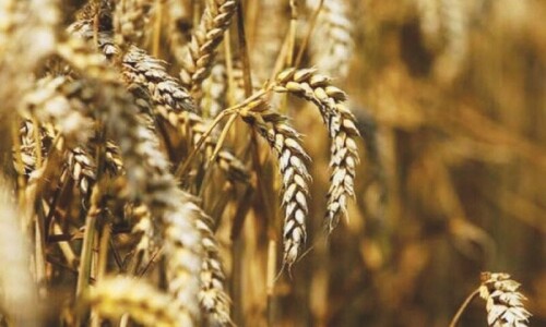 KP okays wheat procurement at rates fixed by centre, Punjab KP okays wheat procurement at rates fixed by centre, Punjab