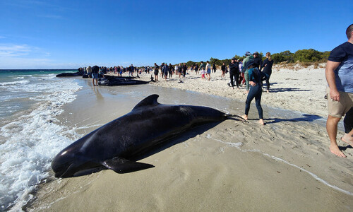 More than 100 pilot whales stranded in Western Australia More than 100 pilot whales stranded in Western Australia