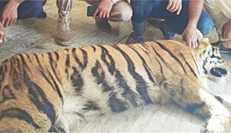 Tigress injures two as it escapes during transportation from Lahore to Multan