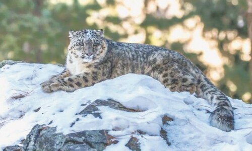 Snow leopard habitat threatened by road construction: report