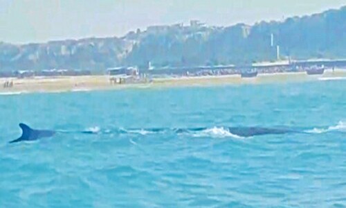Giant blue whale sighted off Gadani coast