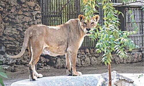 Concern over ailing lioness at Karachi Zoo