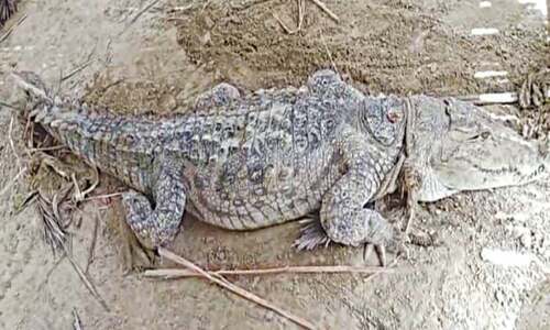 Marsh crocodile rescued, released back into Balochistan’s Dasht River Marsh crocodile rescued, released back into Balochistan’s Dasht River