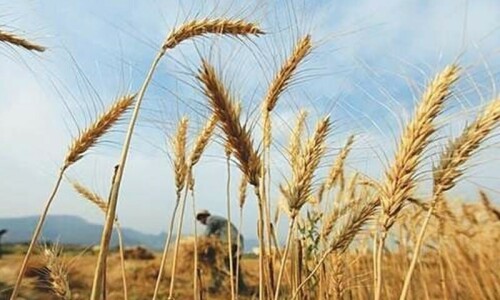 Probe ordered by PM Shehbaz into wheat import by caretakers Probe ordered by PM Shehbaz into wheat import by caretakers