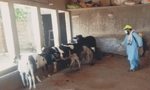 Officials on their toes after man dies of Congo fever in Attock’s Hazro Officials on their toes after man dies of Congo fever in Attock’s Hazro