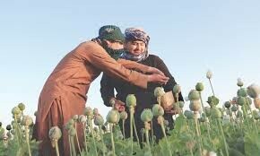 Taliban face rare protests over poppy crackdown Taliban face rare protests over poppy crackdown