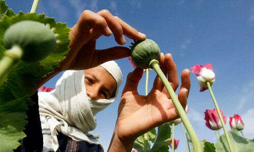Taliban say order restored after Afghan opium poppy protests Taliban say order restored after Afghan opium poppy protests