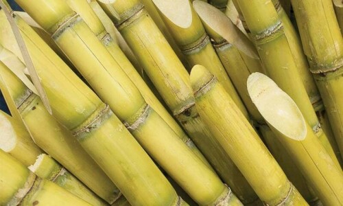 Influential sugar industry plans  five-fold increase in bagasse price