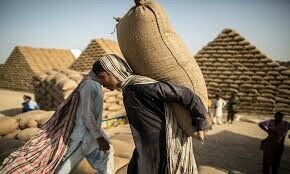 Wheat price crash