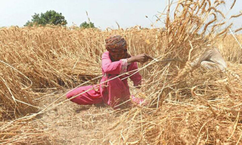 Vibrant agriculture accelerates Pakistan’s economic expansion Vibrant agriculture accelerates Pakistan’s economic expansion