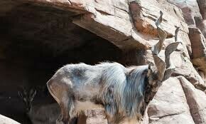 PM calls for making efforts to protect markhor PM calls for making efforts to protect markhor
