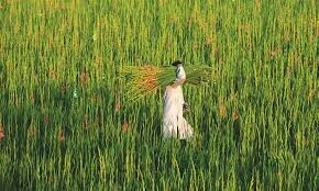 Farmers’ registration for Kisan Card from June 1 Farmers’ registration for Kisan Card from June 1