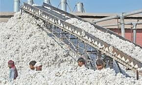 Cotton ginning season begins in Punjab, Sindh amid farmers concerns