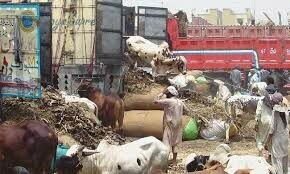 Livestock emergency declared in Attock after two die of Congo virus