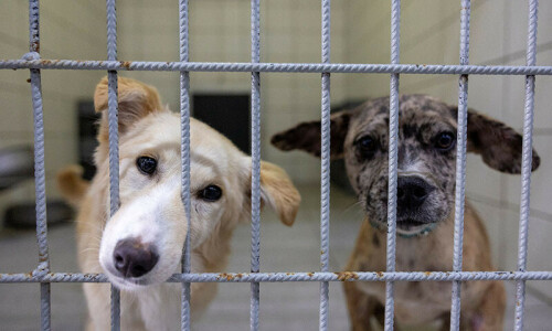 Turkiye’s plan to get stray dogs off streets touches raw nerve Turkiye’s plan to get stray dogs off streets touches raw nerve