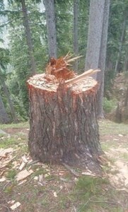 Civil society threatens protests against tree felling in Swat