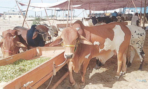 QR code payment for sacrificial animals on cards