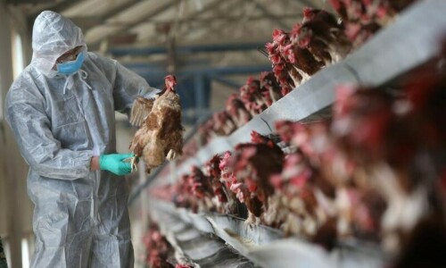 WHO confirms first fatal human case of H5N2 bird flu WHO confirms first fatal human case of H5N2 bird flu