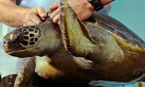 Rare turtles rescued from poachers in Kotaddu, released into Indus