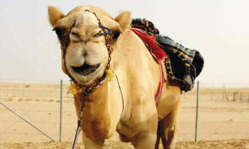 Landlord chops off camel’s leg in Sanghar Landlord chops off camel’s leg in Sanghar