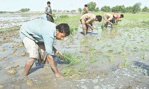 Rice exporters reject hybrid taxation Rice exporters reject hybrid taxation