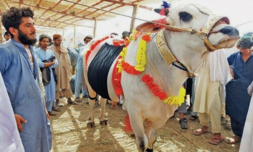 Prices of sacrificial animals post a record increase in Punjab Prices of sacrificial animals post a record increase in Punjab