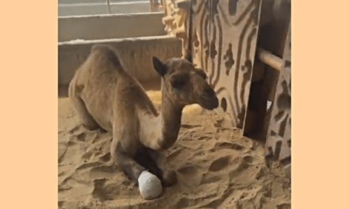 Sindh government to pay for mutilated camel&rsquo;s prosthetic leg, says CM