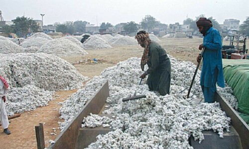 Low price fears force growers to shun cotton for &lsquo;profitable&rsquo; crops