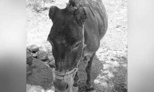 Donkey&rsquo;s ears severed in Rawalpindi district in another case of animal cruelty