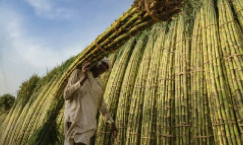 Commercialisation of genetically modified sugar cane crops strongly opposed