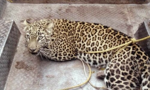 Dera Bugti police book tribesmen for killing endangered leopard Dera Bugti police book tribesmen for killing endangered leopard