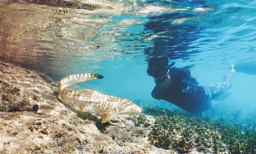 Endangered zebra sharks hatch in Indonesia rewilding project Endangered zebra sharks hatch in Indonesia rewilding project