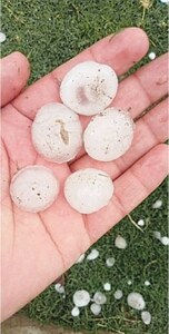 Rain, hailstorm lash South Waziristan Rain, hailstorm lash South Waziristan