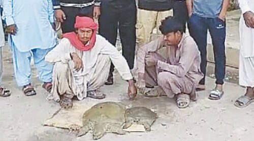 Rare turtles rescued from poachers, released into Indus Rare turtles rescued from poachers, released into Indus