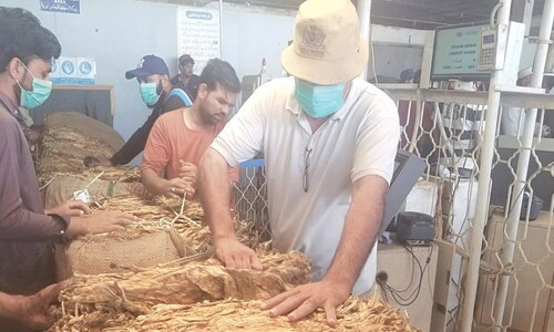 More taxes by federal, KP govts leave tobacco growers worried