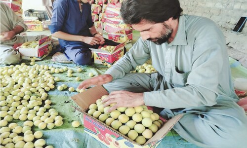 Hailstorms damage Swat&rsquo;s apricot production